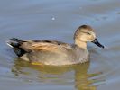 Gadwall (WWT Slimbridge 26/09/15) ©Nigel Key