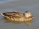 Gadwall (WWT Slimbridge September 2015) - pic by Nigel Key