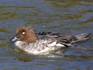 Goldeneye (WWT Slimbridge 26/09/15) ©Nigel Key