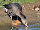 White-Fronted Goose (WWT Slimbridge 26/09/15) ©Nigel Key