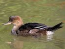 Hooded Merganser (WWT Slimbridge 26/09/15) ©Nigel Key