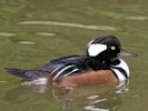 Hooded Merganser (WWT Slimbridge 26/09/15) ©Nigel Key