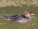 Hooded Merganser (WWT Slimbridge September 2015) - pic by Nigel Key