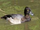 Lesser Scaup (WWT Slimbridge 26/09/15) ©Nigel Key