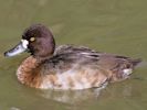 Lesser Scaup (WWT Slimbridge September 2015) - pic by Nigel Key