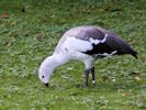 Magellan Goose (WWT Slimbridge 26/09/15) ©Nigel Key