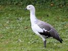 Magellan Goose (WWT Slimbridge 20) - pic by Nigel Key