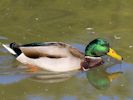 Mallard (WWT Slimbridge 26/09/15) ©Nigel Key