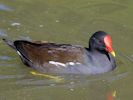 Moorhen (WWT Slimbridge September 2015) - pic by Nigel Key