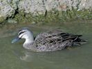 Pacific Black Duck (WWT Slimbridge 26/09/15) ©Nigel Key