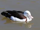 Radjah Shelduck (WWT Slimbridge 26/09/15) ©Nigel Key