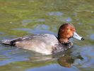 Redhead (WWT Slimbridge 26/09/15) ©Nigel Key