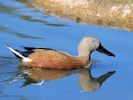 Red Shoveler (WWT Slimbridge 26/09/15) ©Nigel Key