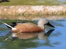 Red Shoveler (WWT Slimbridge 26/09/15) ©Nigel Key