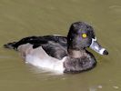 Ring-Necked Duck (WWT Slimbridge 26/09/15) ©Nigel Key