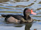 Rosybill (WWT Slimbridge 26/09/15) ©Nigel Key