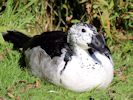 Comb Duck (WWT Slimbridge 26/09/15) ©Nigel Key