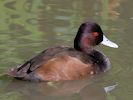 Southern Pochard (WWT Slimbridge 26/09/15) ©Nigel Key