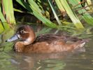 Southern Pochard (WWT Slimbridge 26/09/15) ©Nigel Key