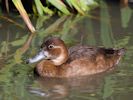 Southern Pochard (WWT Slimbridge September 2015) - pic by Nigel Key