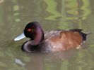 Southern Pochard (WWT Slimbridge September 2015) - pic by Nigel Key