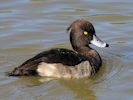 Tufted Duck (WWT Slimbridge September 2015) - pic by Nigel Key