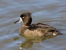 Tufted Duck (WWT Slimbridge 26/09/15) ©Nigel Key