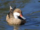 White-Cheeked Pintail (WWT Slimbridge 26/09/15) ©Nigel Key