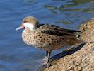 White-Cheeked Pintail (WWT Slimbridge September 2015) - pic by Nigel Key