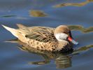 White-Cheeked Pintail (WWT Slimbridge September 2015) - pic by Nigel Key