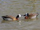 White-Faced Whistling Duck (WWT Slimbridge 26/09/15) ©Nigel Key