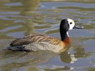 White-Faced Whistling Duck (WWT Slimbridge 26/09/15) ©Nigel Key