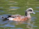 American Wigeon (WWT Slimbridge 30/06/15) ©Nigel Key