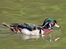 American Wood Duck (WWT Slimbridge June 2015) - pic by Nigel Key