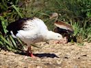 Andean Goose (WWT Slimbridge June 2015) - pic by Nigel Key