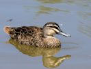 Australian Black Duck (WWT Slimbridge 30/06/15) ©Nigel Key