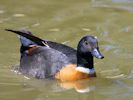 Australian Shelduck (WWT Slimbridge 30/06/15) ©Nigel Key