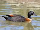 Australian Shelduck (WWT Slimbridge 30/06/15) ©Nigel Key