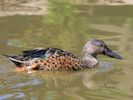 Australian Shoveler (WWT Slimbridge June 2015) - pic by Nigel Key