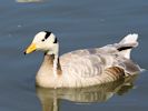 Bar-Headed Goose (WWT Slimbridge June 2015) - pic by Nigel Key