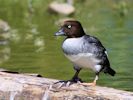 Barrow's Goldeneye (WWT Slimbridge June 2015) - pic by Nigel Key