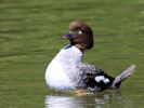 Barrow's Goldeneye (WWT Slimbridge 30/06/15) ©Nigel Key