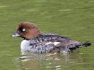 Barrow's Goldeneye (WWT Slimbridge 30/06/15) ©Nigel Key