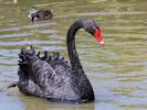 Black Swan (WWT Slimbridge 30/06/15) ©Nigel Key