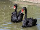 Black Swan (WWT Slimbridge June 2015) - pic by Nigel Key