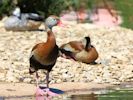 Black-Bellied Whistling Duck (WWT Slimbridge 30/06/15) ©Nigel Key