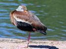 Black-Bellied Whistling Duck (WWT Slimbridge June 2015) - pic by Nigel Key