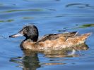 Black-Headed Duck (WWT Slimbridge June 2015) - pic by Nigel Key