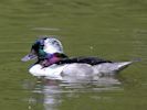 Bufflehead (WWT Slimbridge June 2015) - pic by Nigel Key