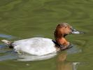 Canvasback (WWT Slimbridge 30/06/15) ©Nigel Key